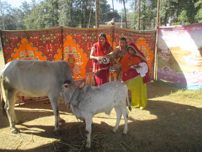 gauraj-mahotsav-2015-mount-abu-1