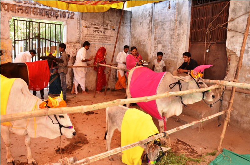 save-cow-abu-road-14-11-14-2